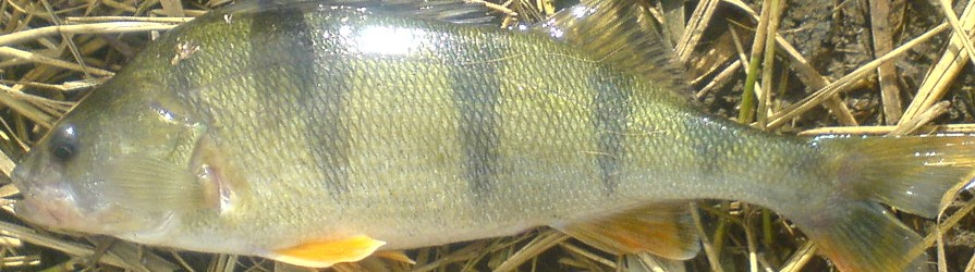 Fang en aborre Fang en aborre