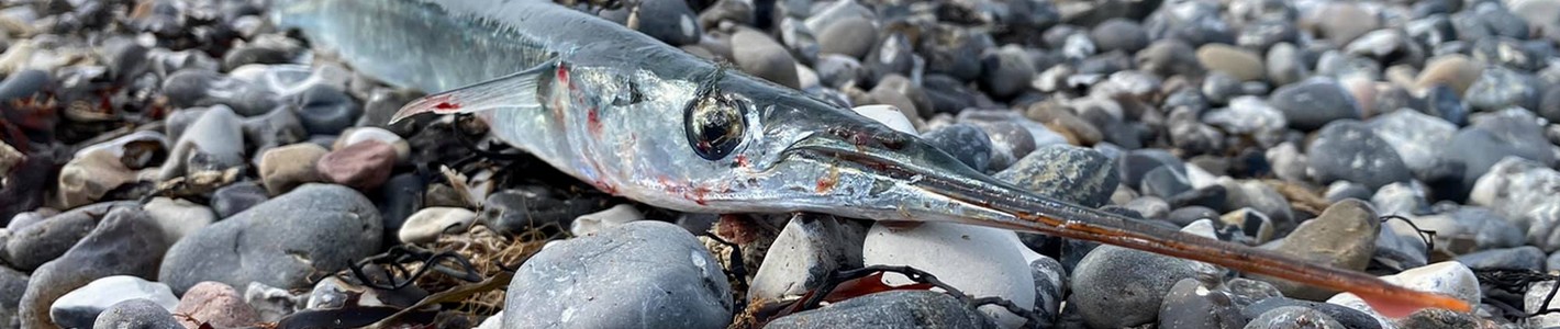 Fang en hornfisk Fang en hornfisk