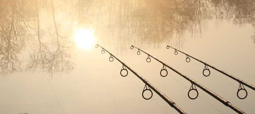 Karpe/stør/medefiskeri Karpe/stør/medefiskeri