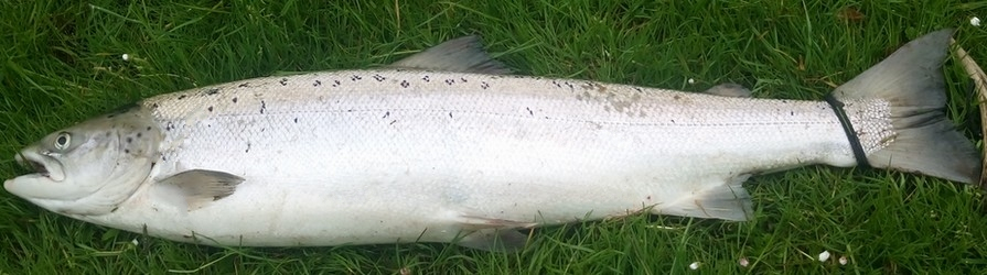 Fang en laks i å og elv Fang en laks i å og elv