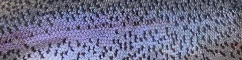 Fang en P&T ørred Fang en P&T ørred