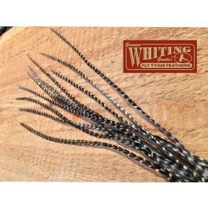 Whiting Flatwing Fjer Løse